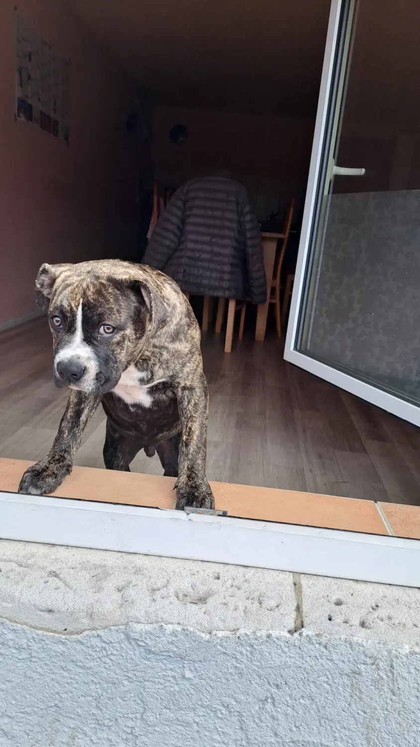 Hund von Scheidhauer s Hundeglück 