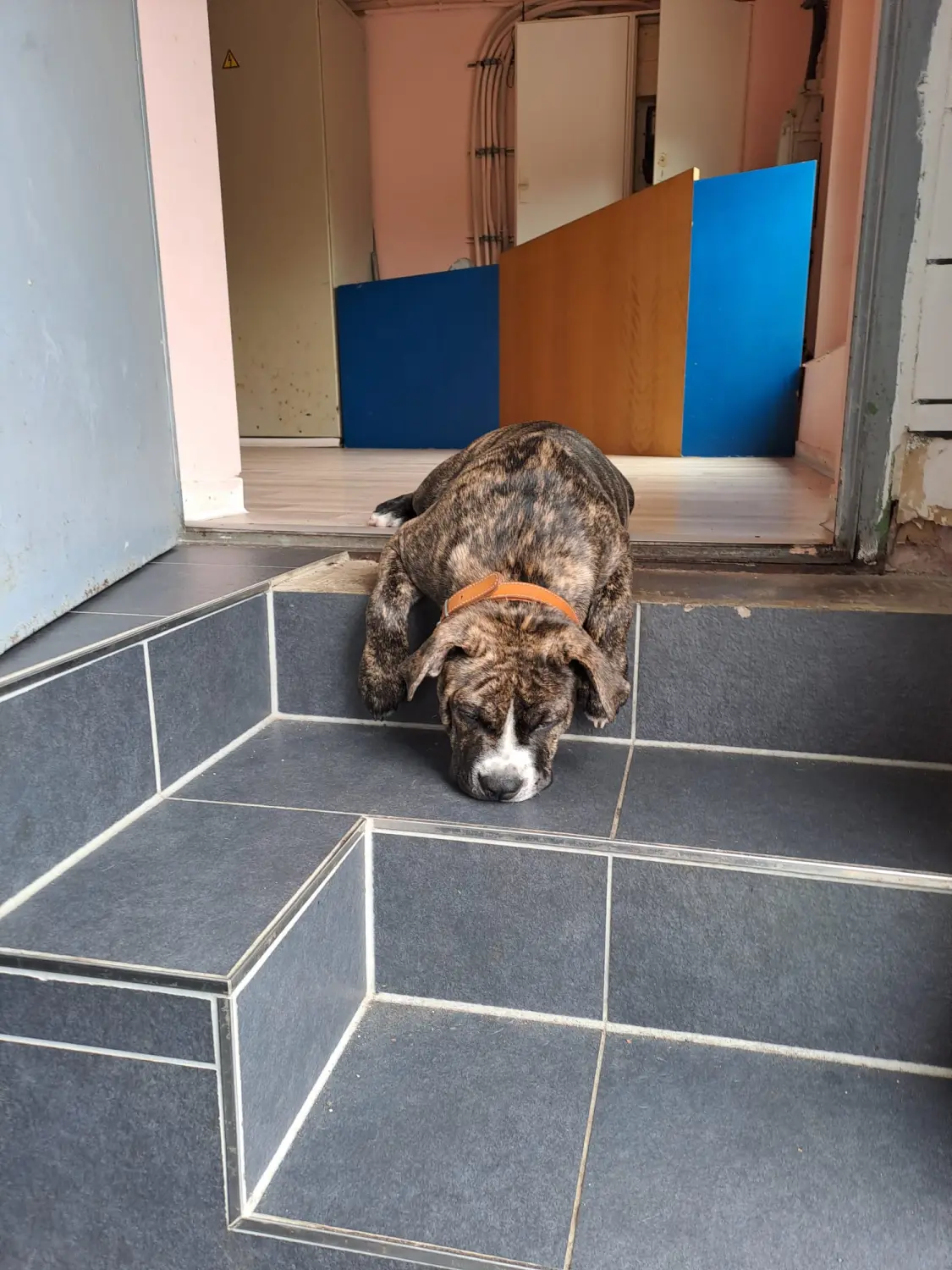 Hund von Scheidhauer s Hundeglück 