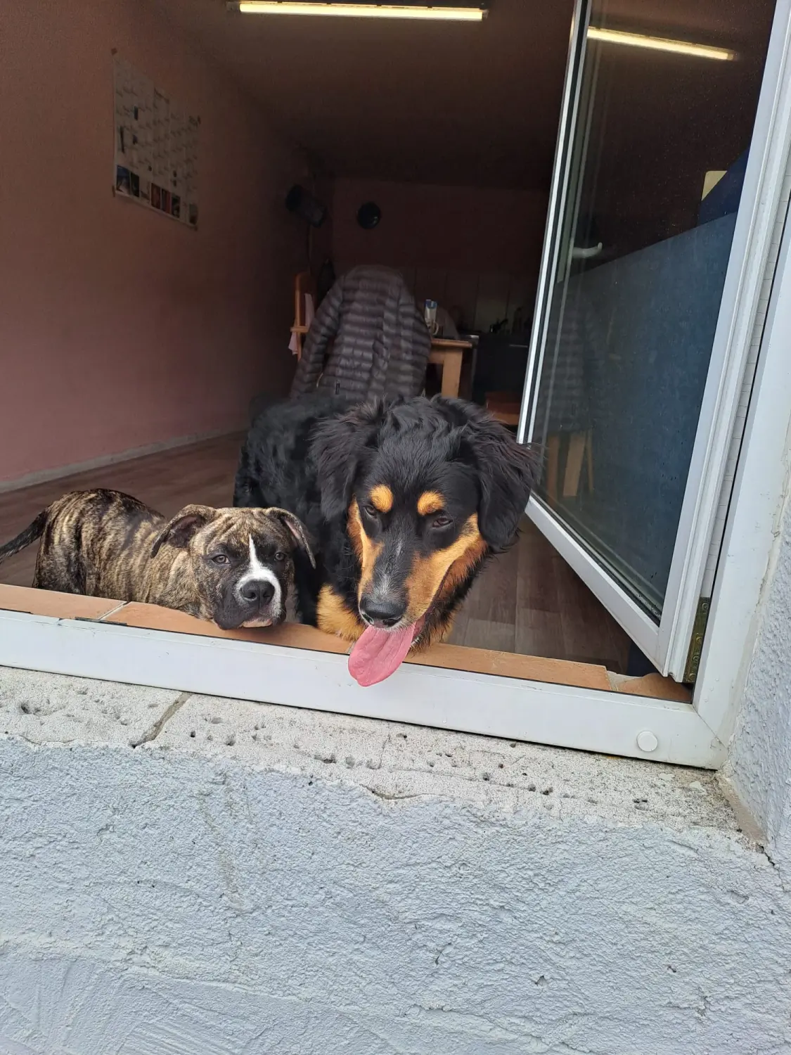 Hund von Scheidhauer s Hundeglück 