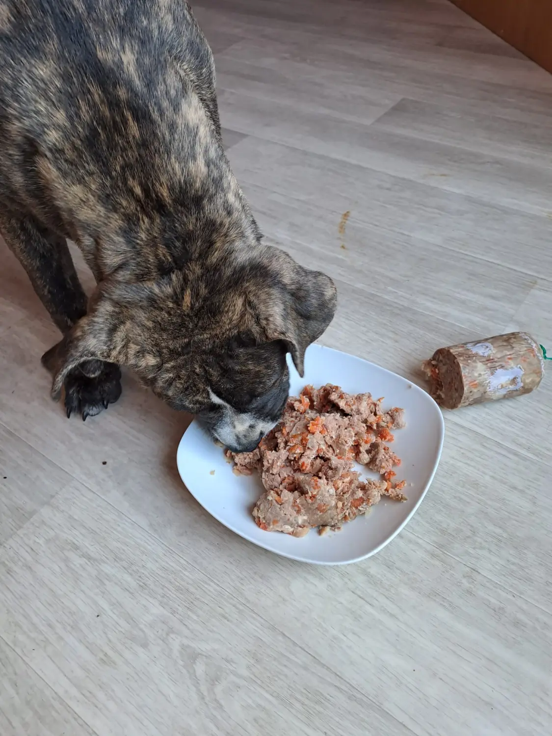 Hund von Scheidhauer s Hundeglück 