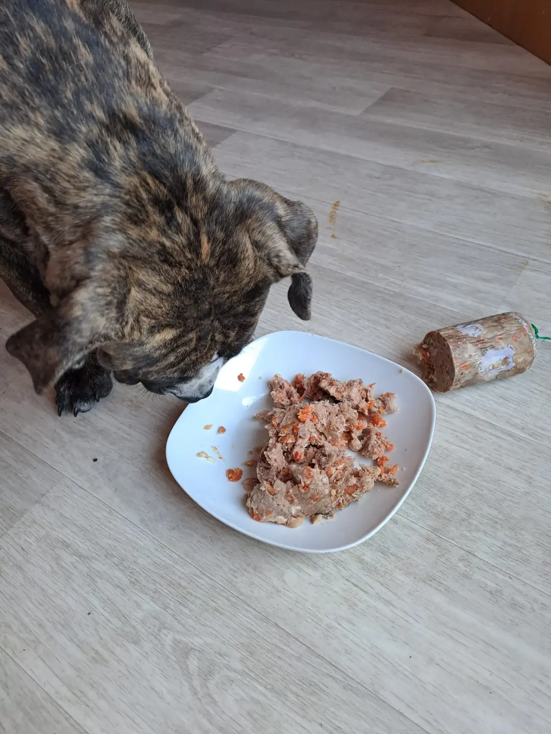 Hund von Scheidhauer s Hundeglück 