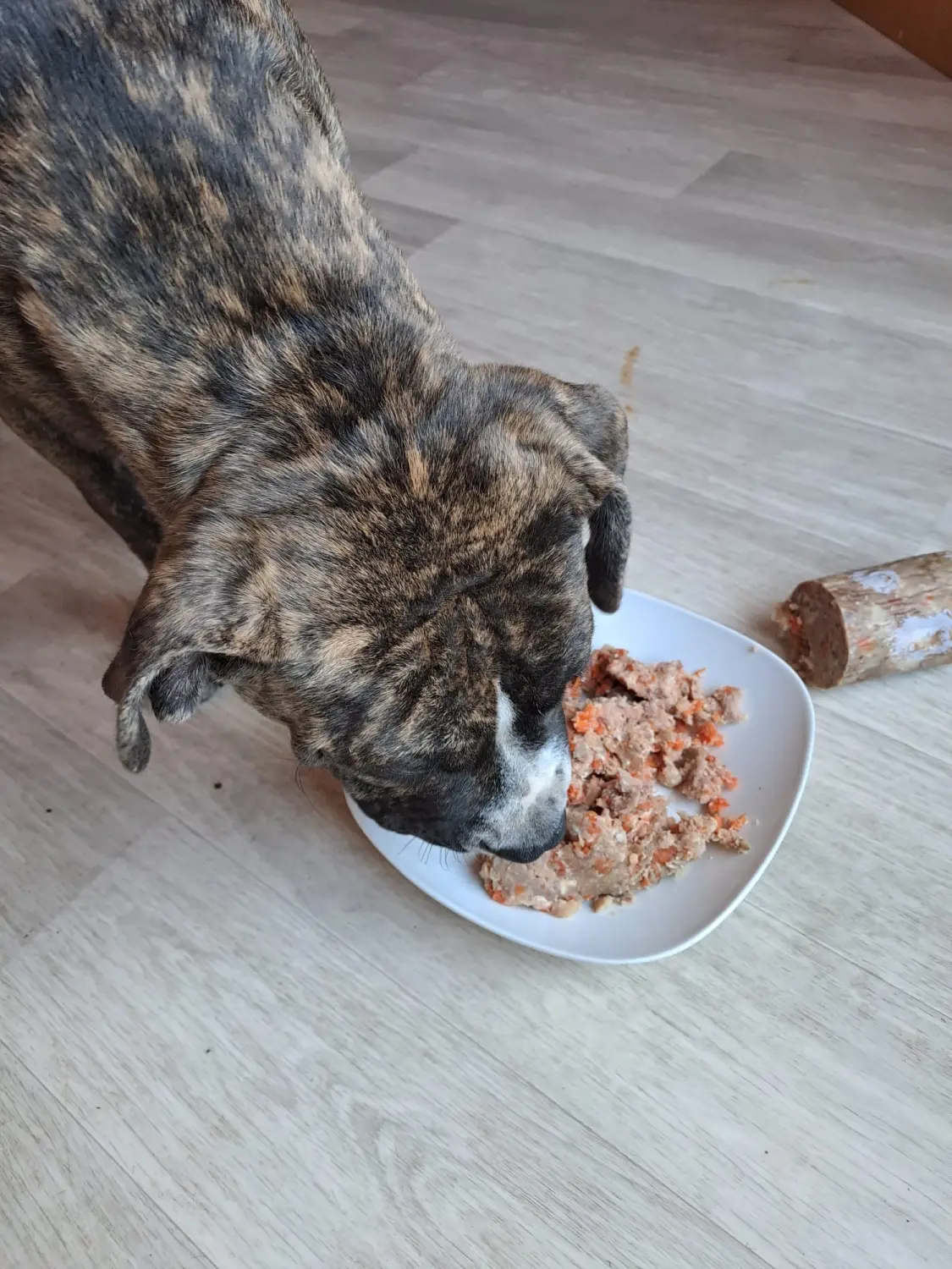 Hund von Scheidhauer s Hundeglück 