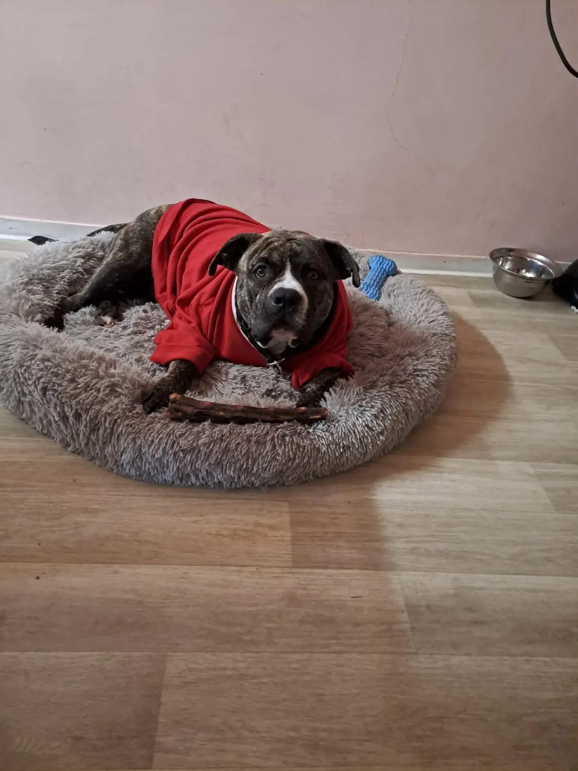 Hund von Scheidhauer s Hundeglück 