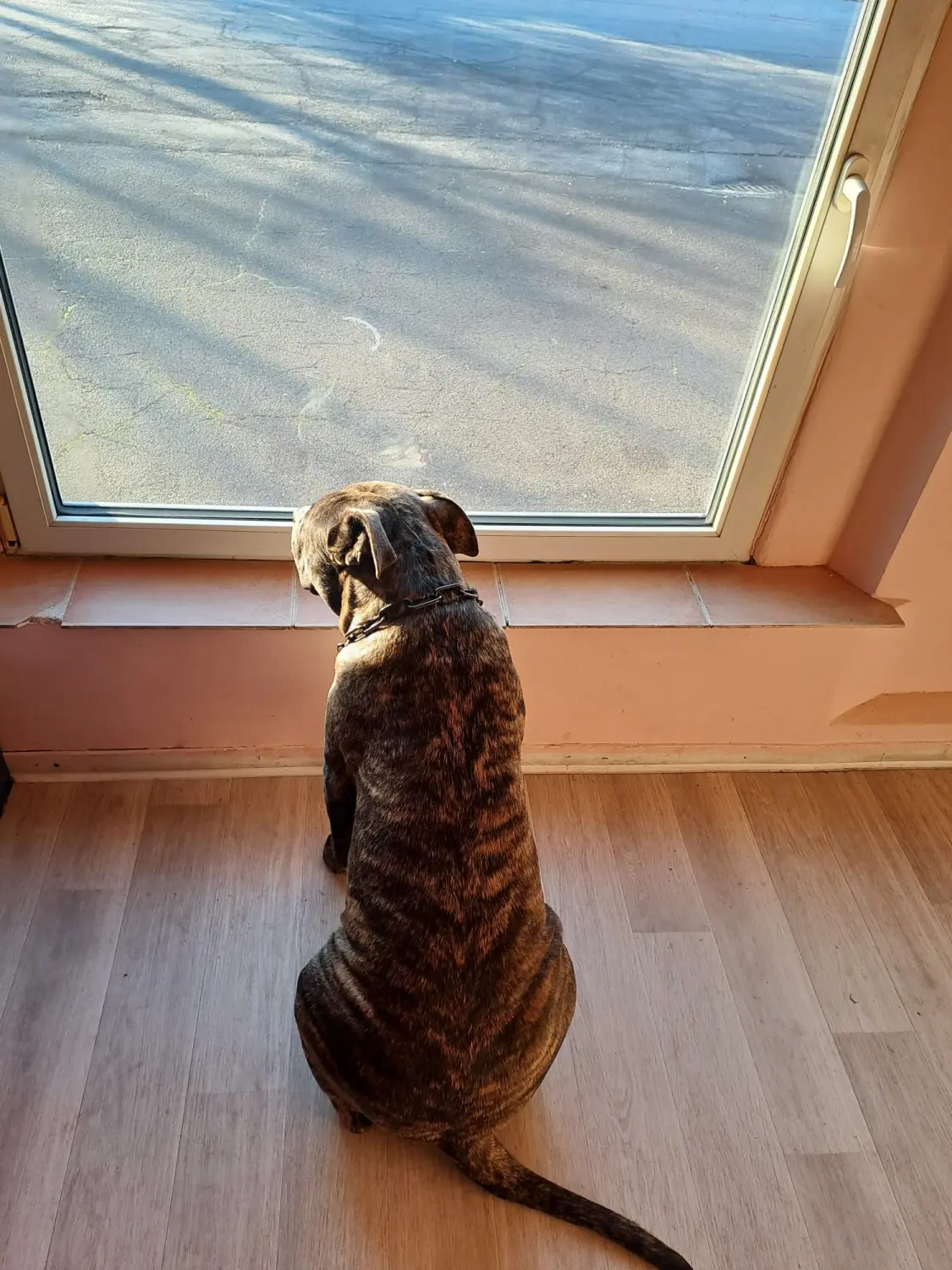Hund von Scheidhauer s Hundeglück 
