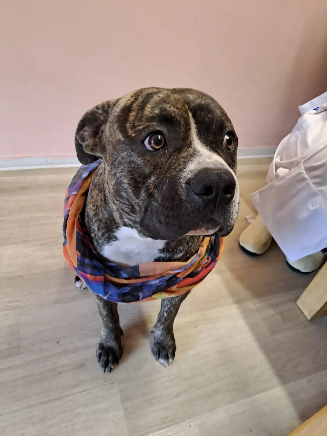 Hund von Scheidhauer s Hundeglück 