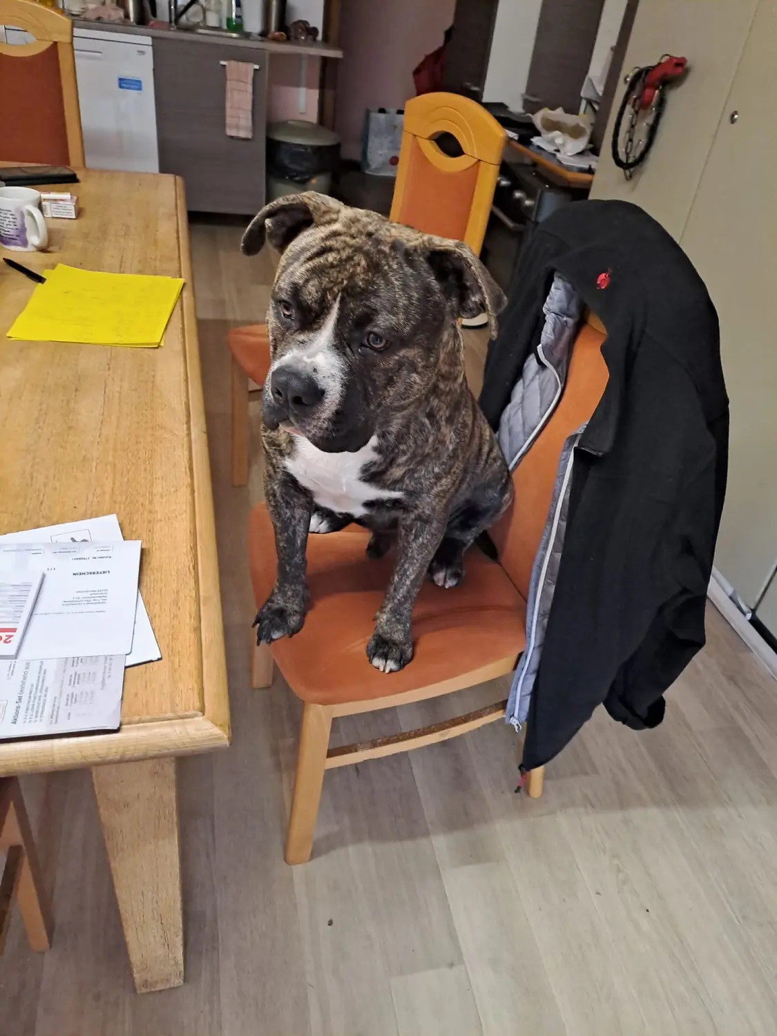 Hund von Scheidhauer s Hundeglück 