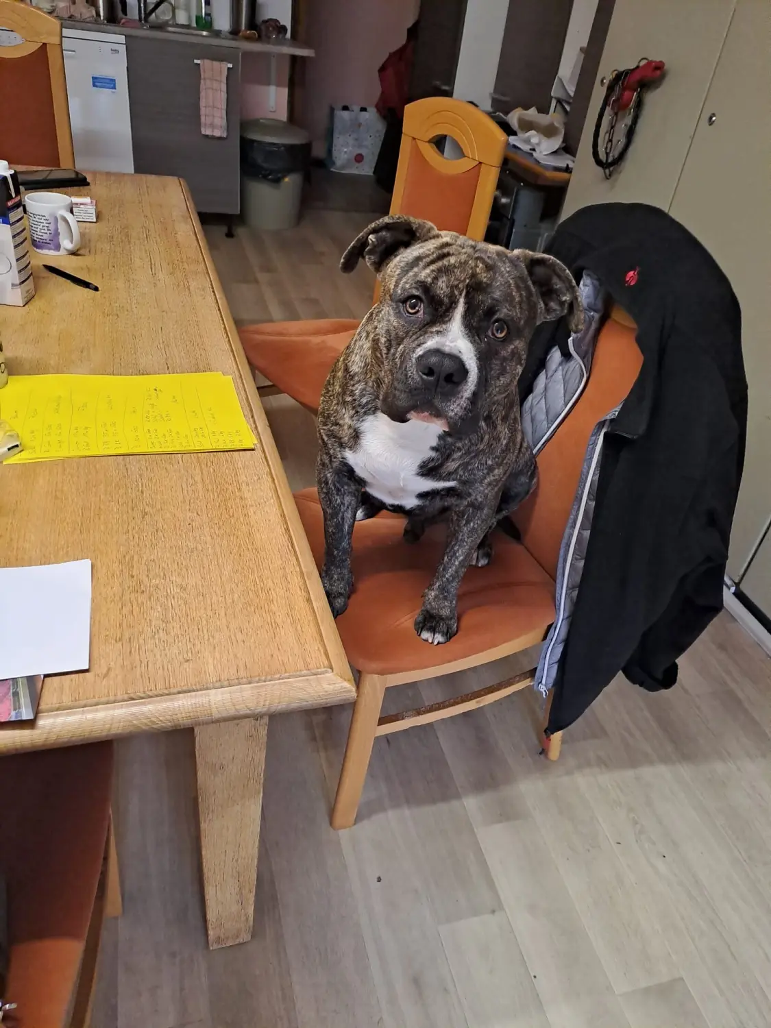 Hund von Scheidhauer s Hundeglück 