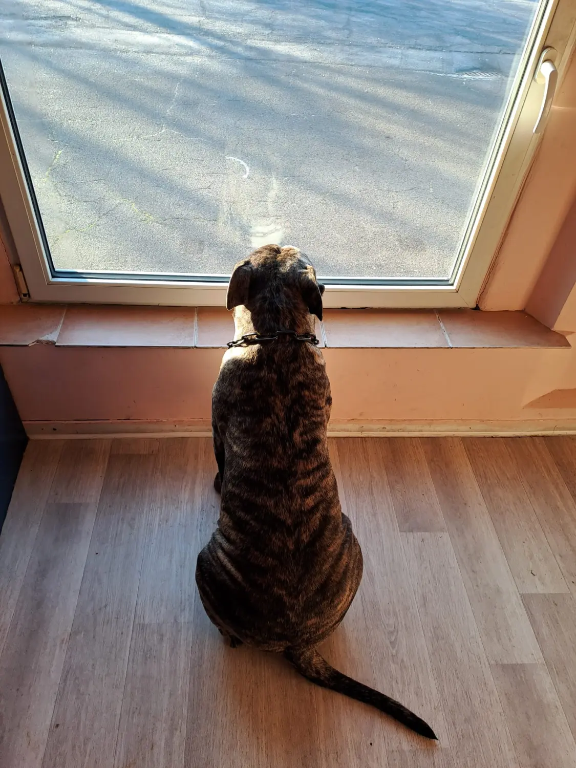 Hund von Scheidhauer s Hundeglück 