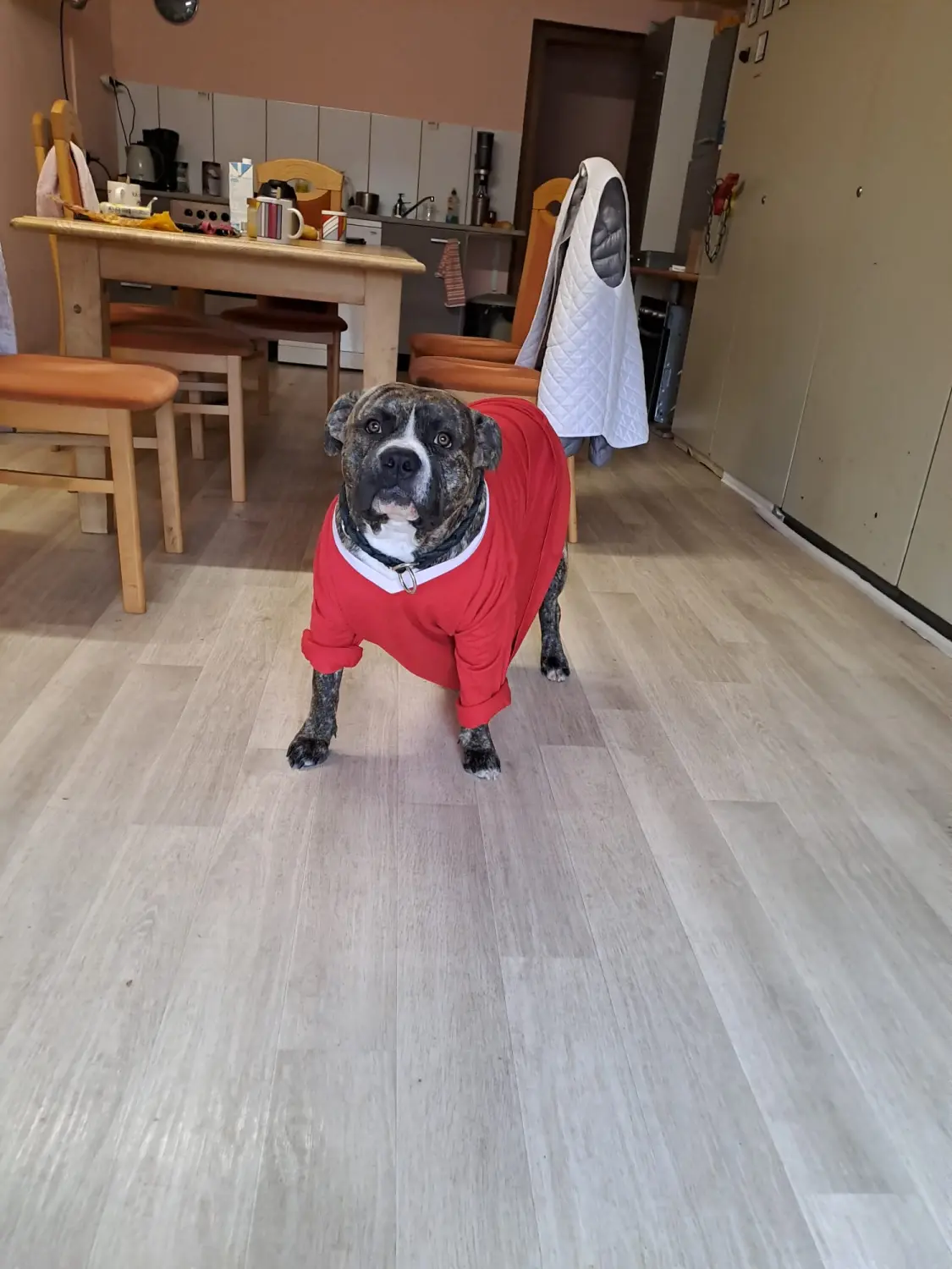 Hund von Scheidhauer s Hundeglück 
