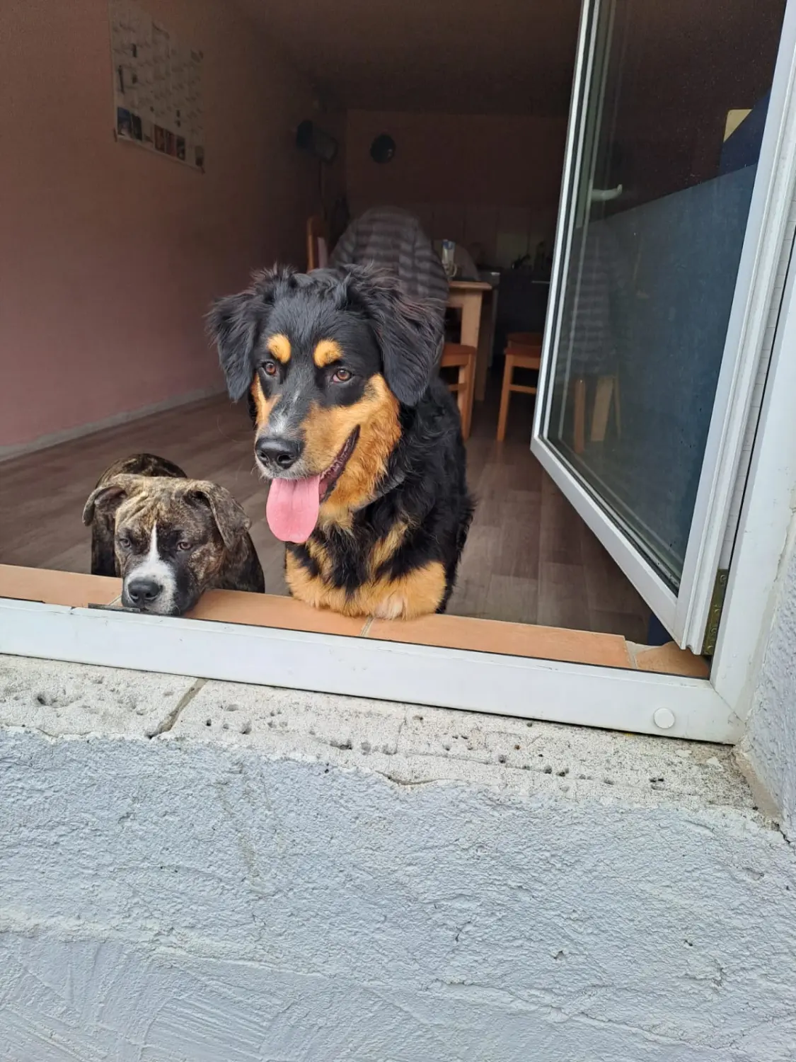 Hund von Scheidhauer s Hundeglück 
